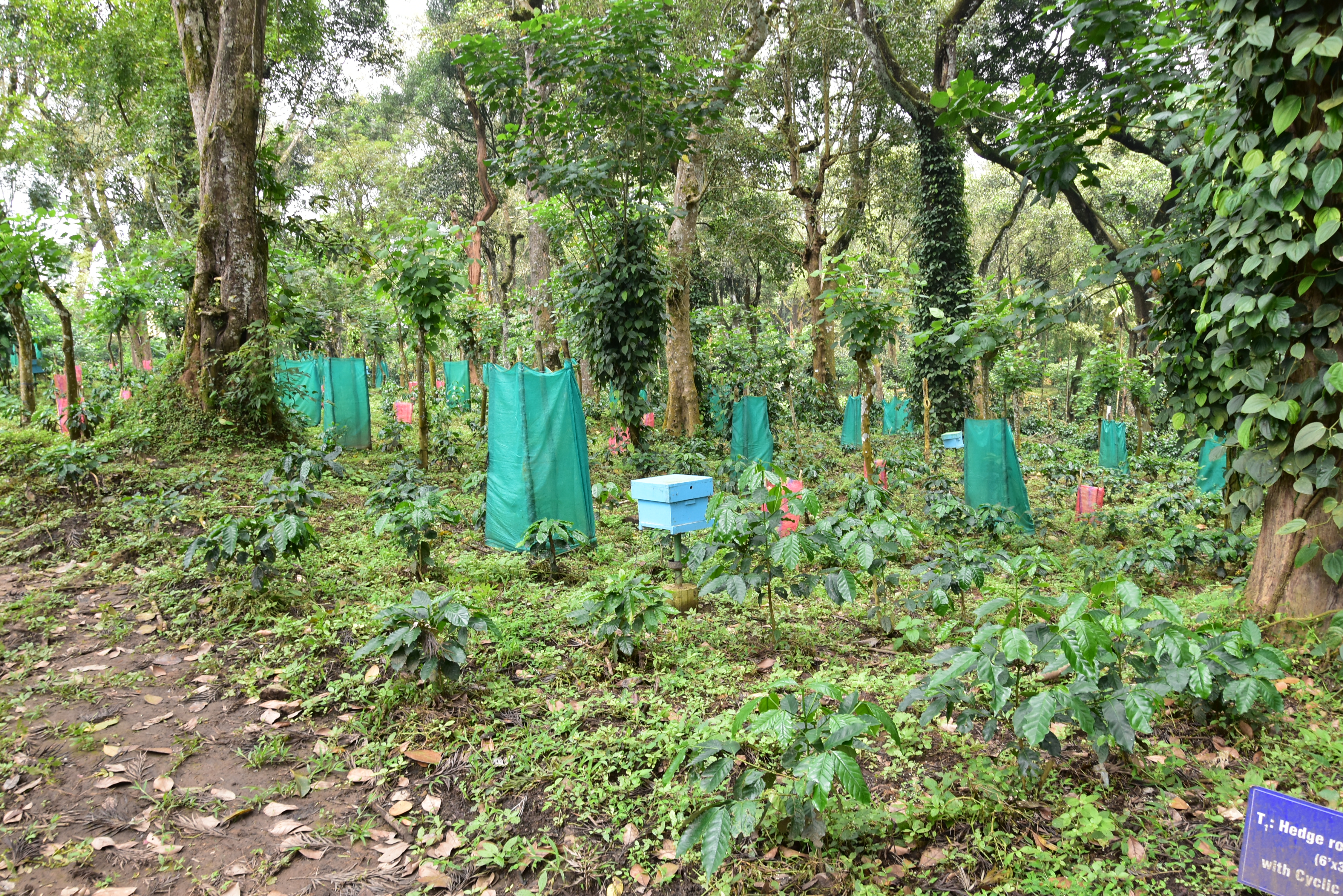 Crop diversification