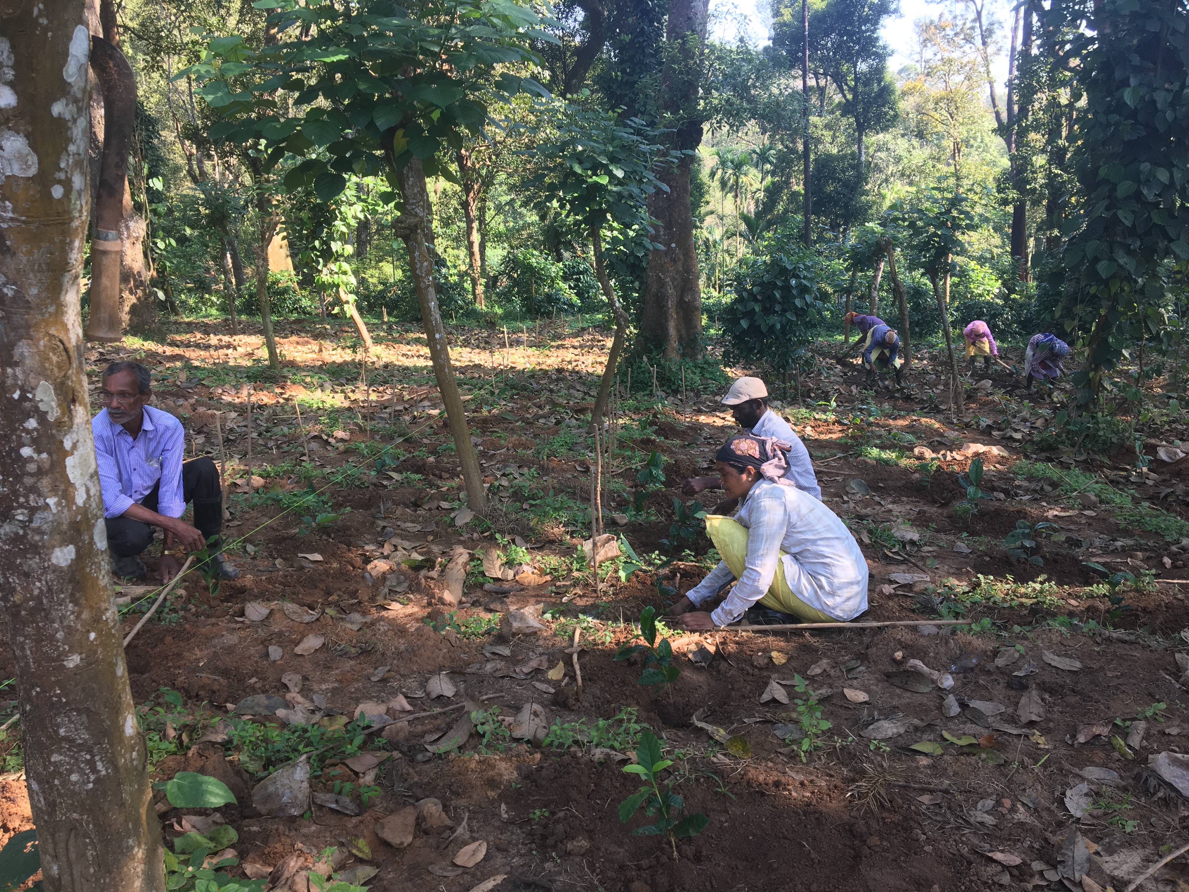 Planting