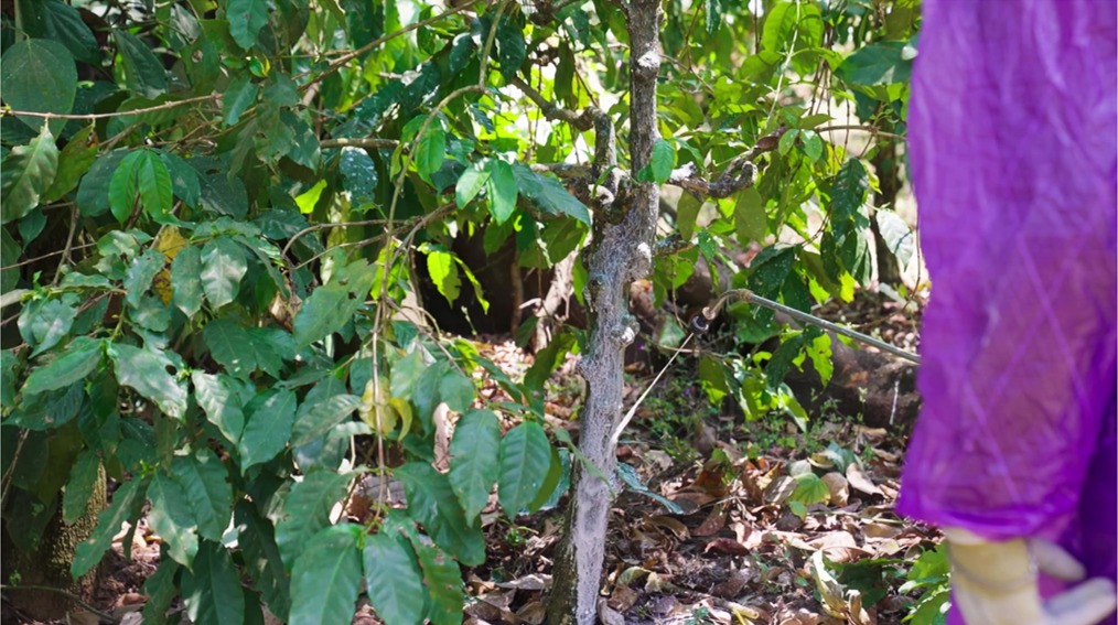 Eco-friendly Lime Technology